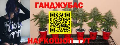 прущие грибы Шебекино